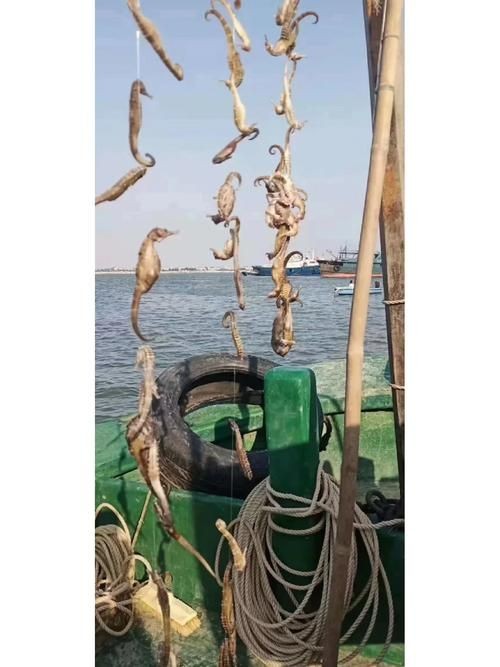 真正海龍的圖片 真正海龍的圖片 龍魚百科 第12張