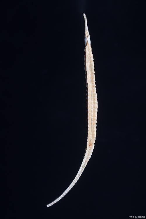 真正海龍的圖片 真正海龍的圖片 龍魚百科 第22張