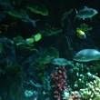 河里抓的小魚能喂銀龍魚嗎 河里抓的小魚能喂銀龍魚嗎 龍魚論壇 第7張