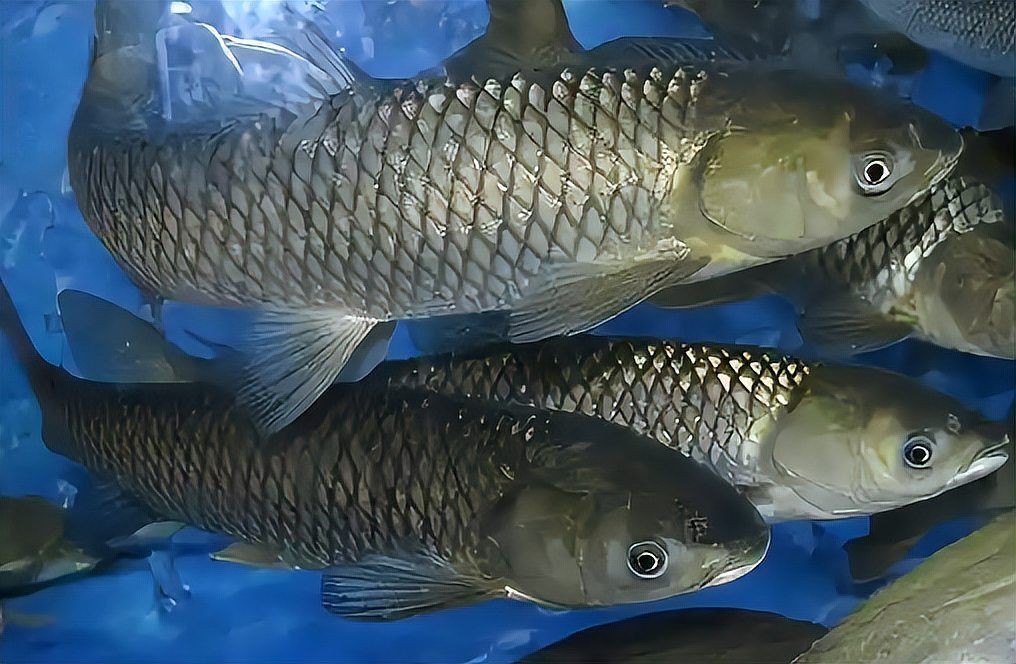 河里抓的小魚能喂銀龍魚嗎 河里抓的小魚能喂銀龍魚嗎 龍魚論壇 第10張