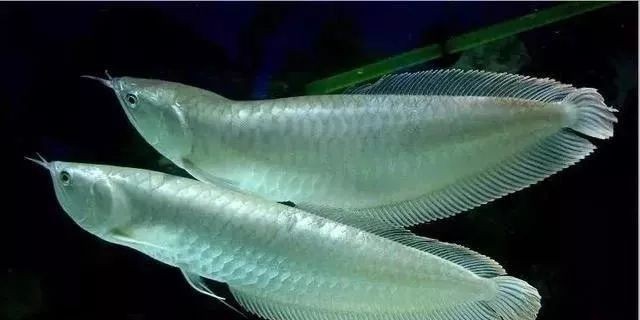 河里抓的小魚能喂銀龍魚嗎 河里抓的小魚能喂銀龍魚嗎 龍魚論壇 第3張
