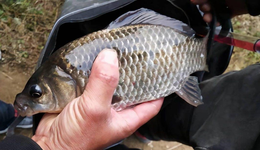 河里抓的小魚能喂銀龍魚嗎 河里抓的小魚能喂銀龍魚嗎 龍魚論壇 第15張