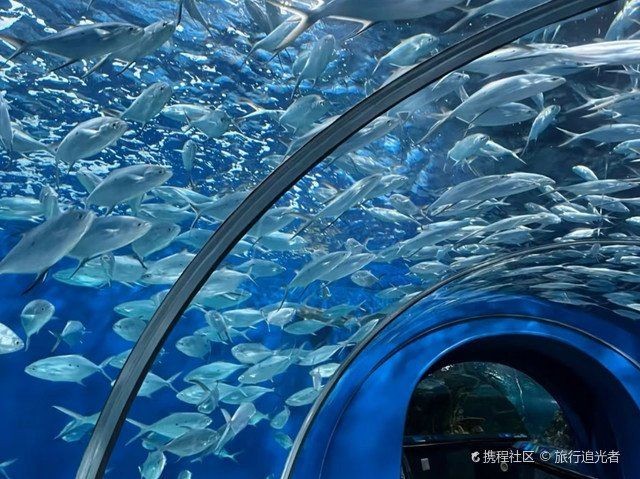 海洋水族館游玩攻略 龍魚論壇 第1張 海洋水族館游玩攻略 海洋水族館游玩攻略 龍魚論壇 第1張