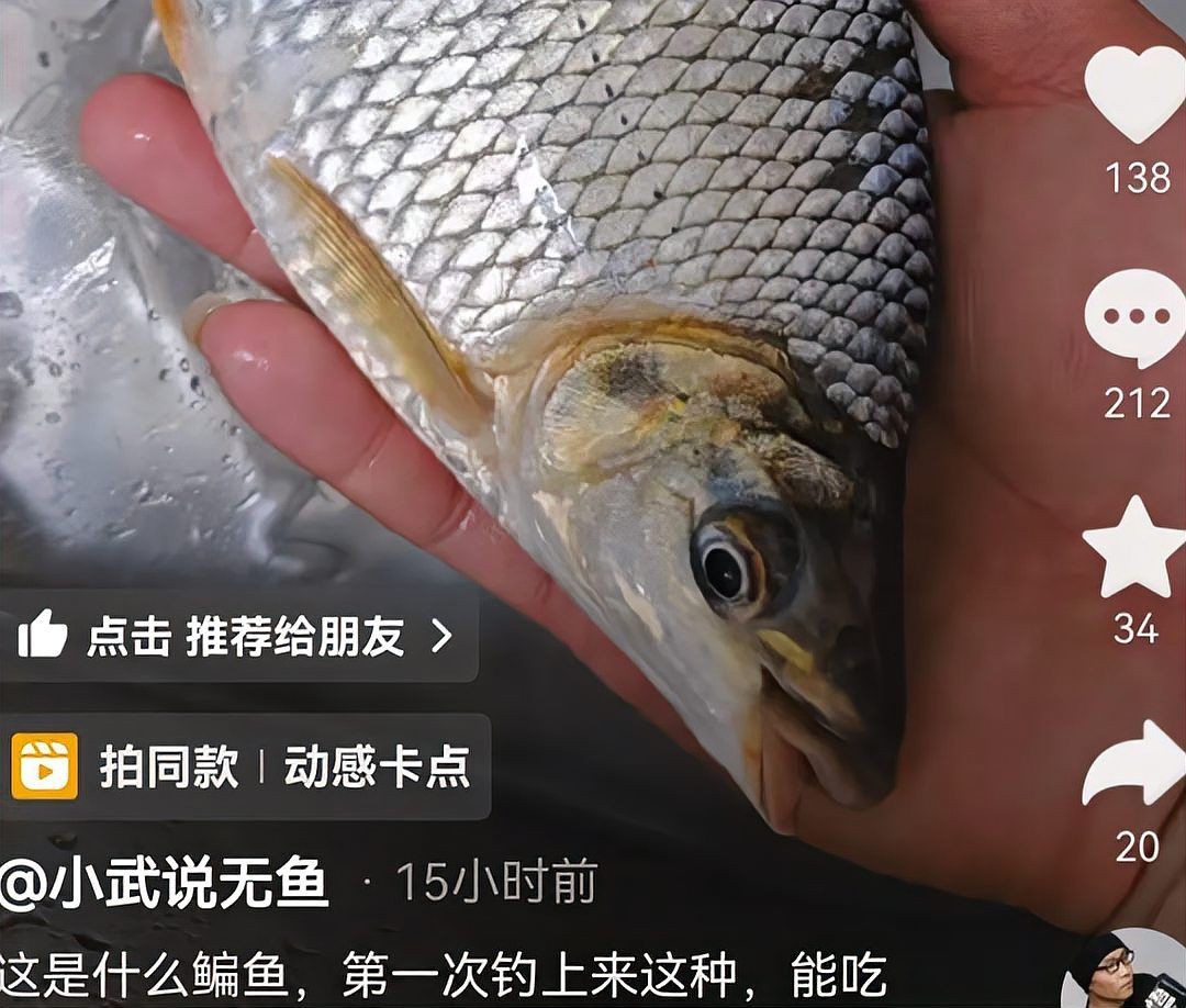 和鳊魚很像的魚有哪些