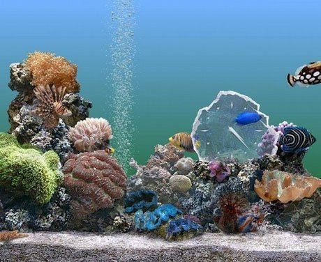 中山水族批發(fā)市場(chǎng) 中山水族批發(fā)市場(chǎng) 全國(guó)水族館企業(yè)名錄 第2張