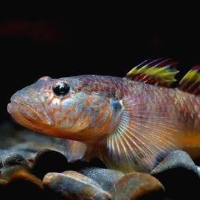 保山魚缸維護