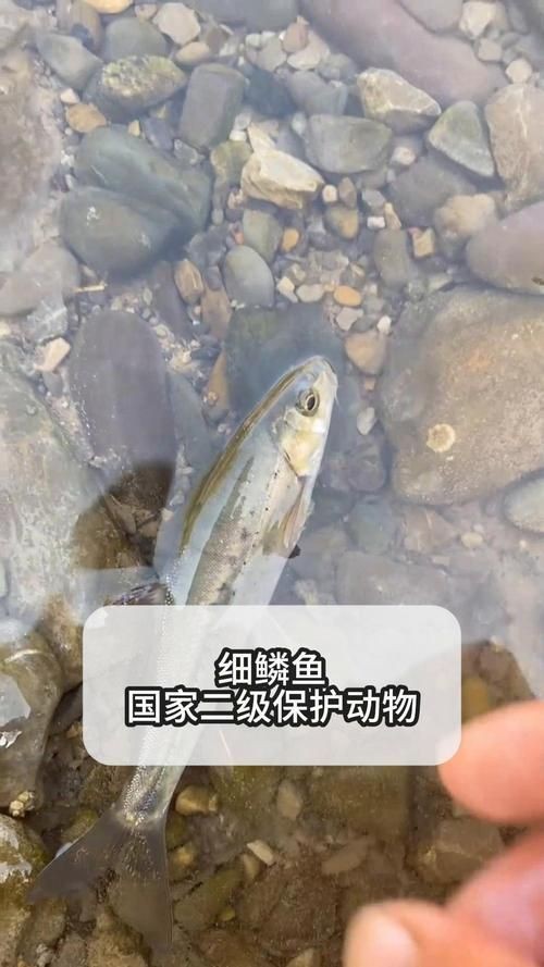 國(guó)家二級(jí)保護(hù)魚(yú)種圖片
