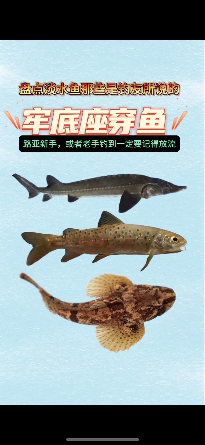 國(guó)家二級(jí)保護(hù)魚(yú)種圖片