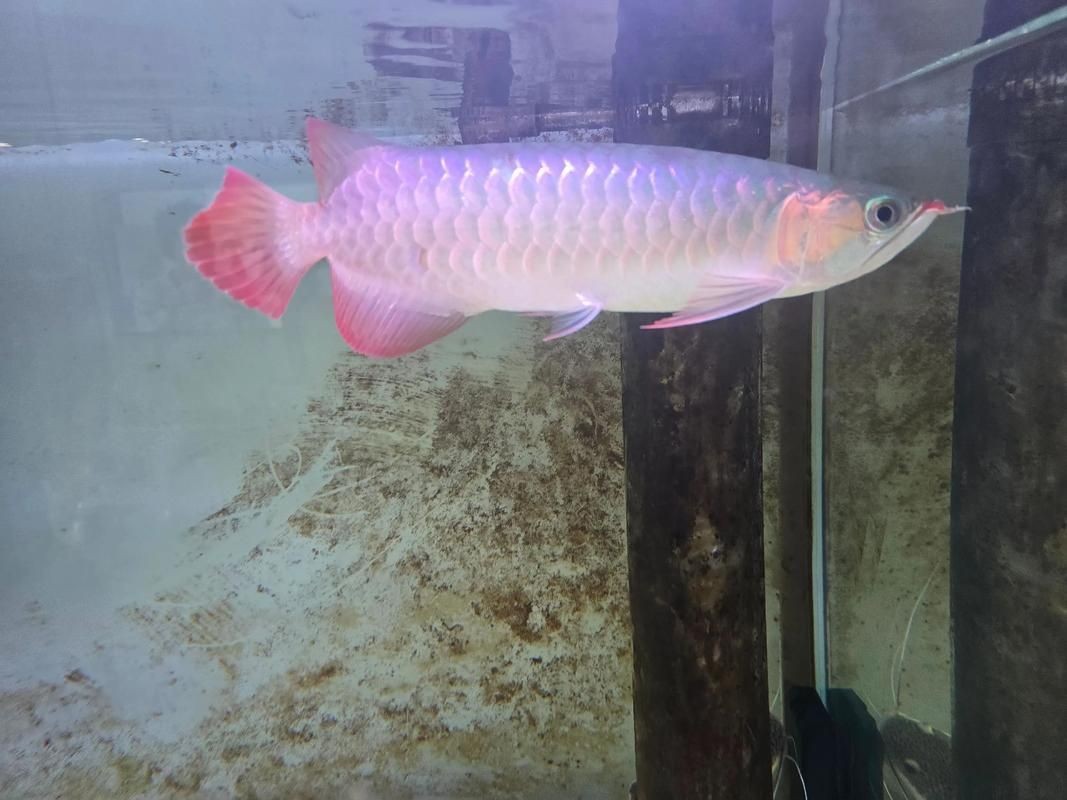 橘紅龍魚圖片