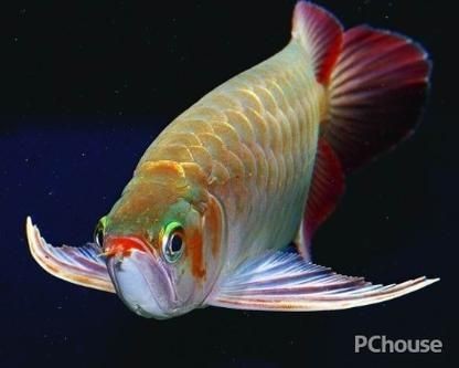 橘紅龍魚圖片