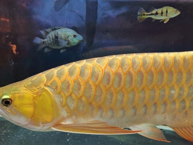 橘紅龍魚圖片