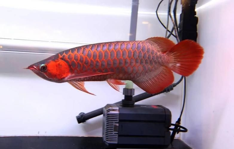 橘紅龍魚圖片