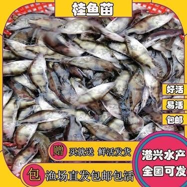 縉云漁苗價格表2023最新 縉云漁苗價格表2023最新 龍魚百科 第2張