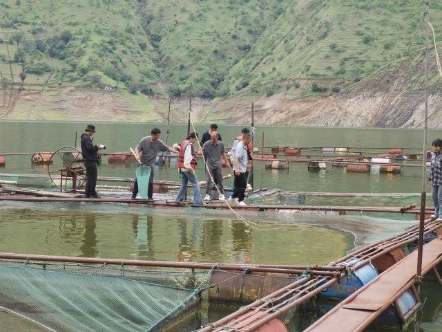 海拔2000米可以養(yǎng)什么魚