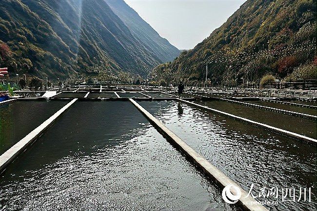 海拔2000米可以養什么魚