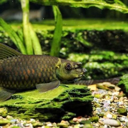 海拔2000米可以養(yǎng)什么魚