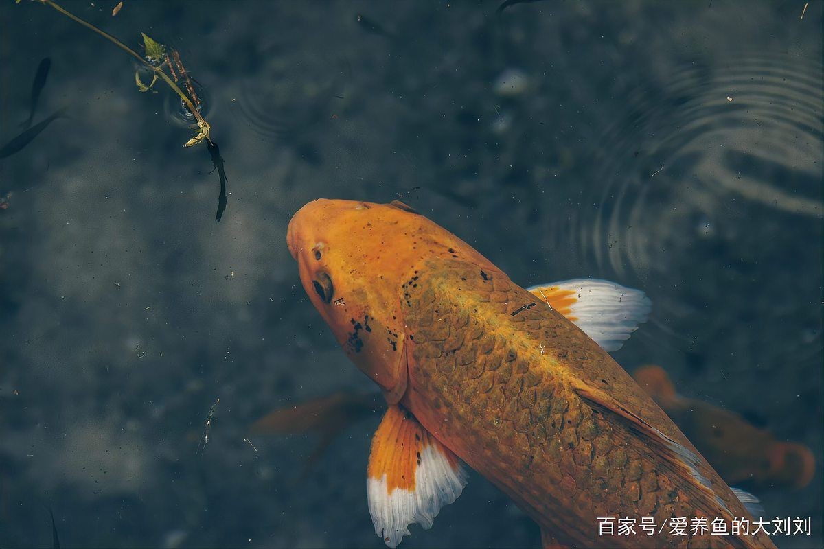 好魚糧的毒性有多強