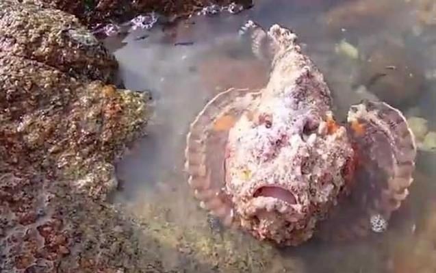 海老虎魚的圖片大全 海老虎魚的圖片大全 龍魚論壇 第5張