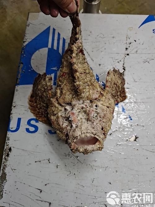 海老虎魚的圖片大全 海老虎魚的圖片大全 龍魚論壇 第22張