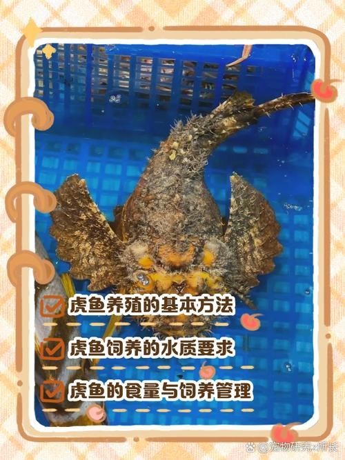 海老虎魚的圖片大全 海老虎魚的圖片大全 龍魚論壇 第10張
