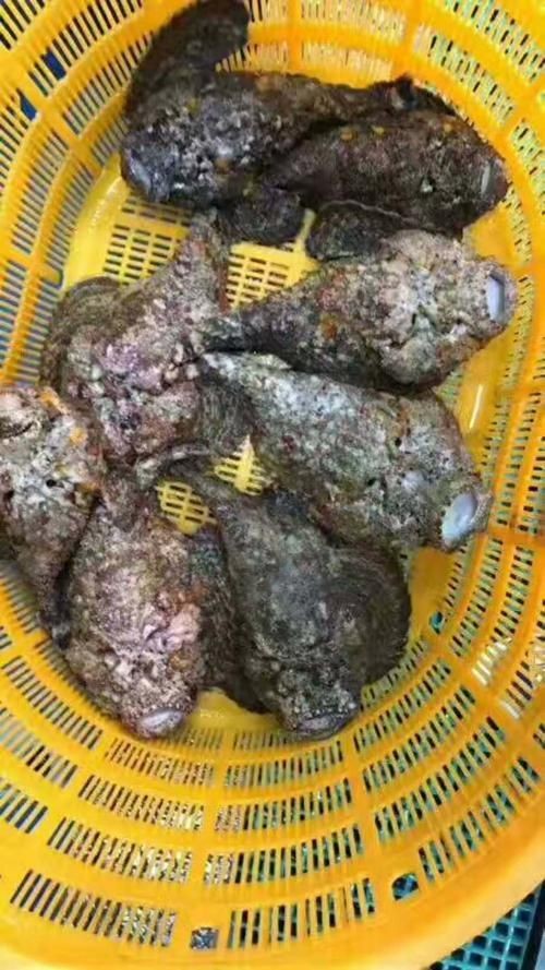 海老虎魚的圖片大全 海老虎魚的圖片大全 龍魚論壇 第8張