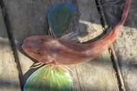 紅頭魚是海魚還是淡水魚