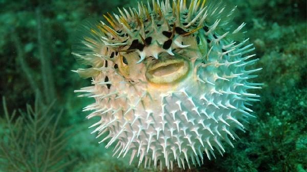 海豚魚與河豚魚區別