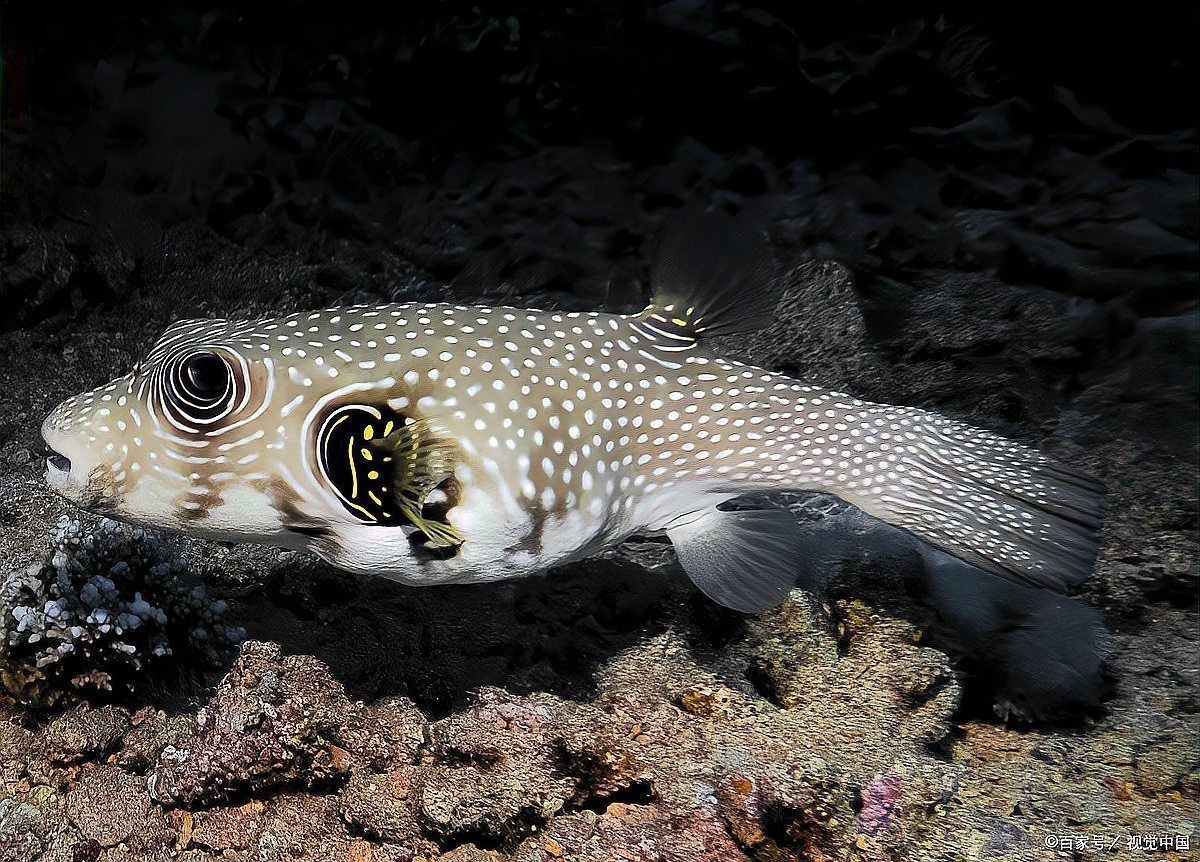 海豚魚與河豚魚區別