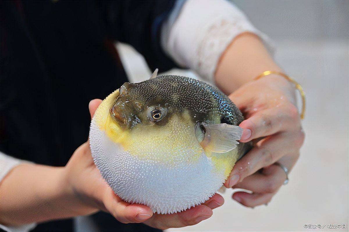 海豚魚與河豚魚區別