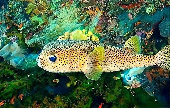 海豚魚與河豚魚區別