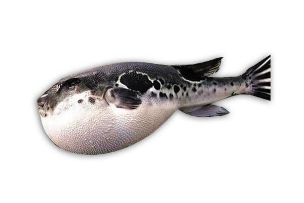 海豚魚與河豚魚區別