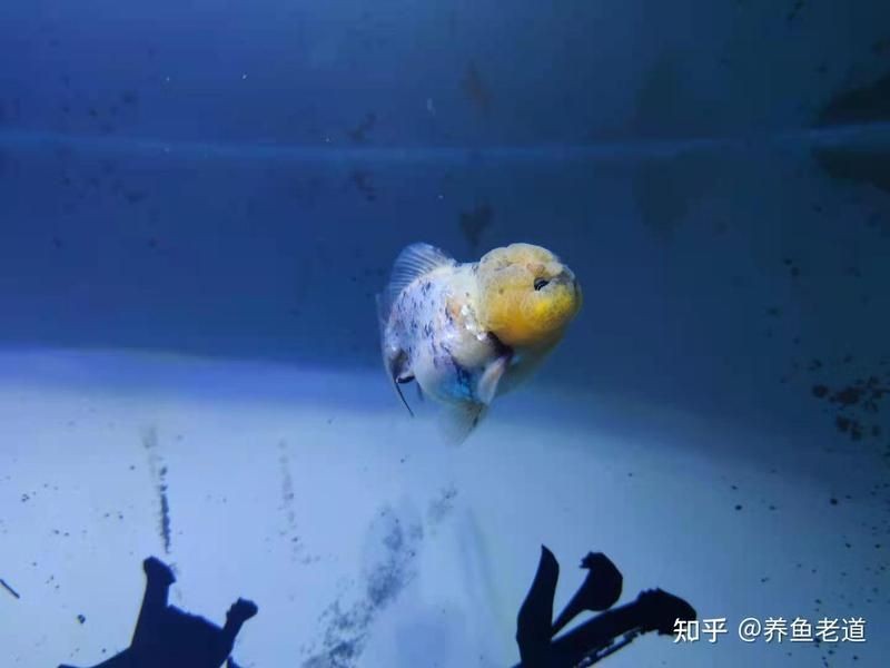 正常龍魚糞便圖