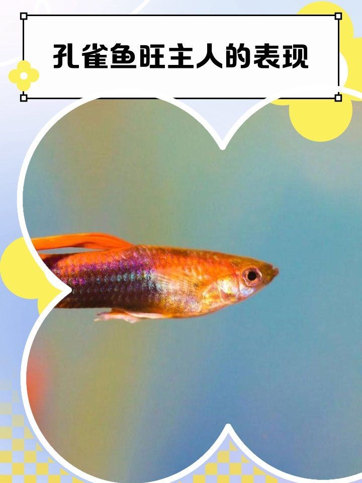 孔雀魚放客廳大忌