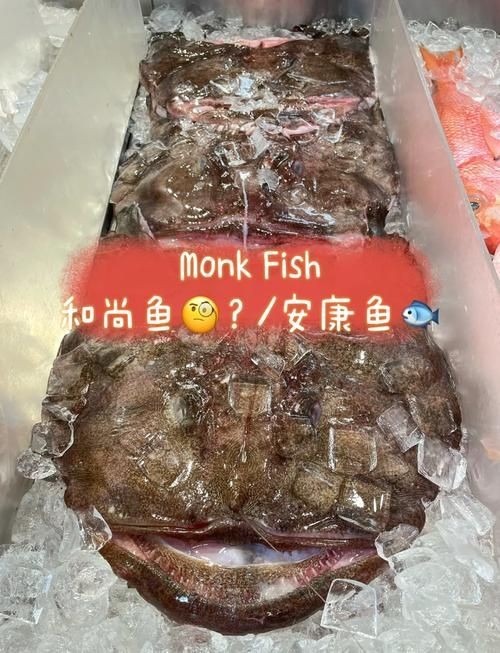 海和尚魚照片大全