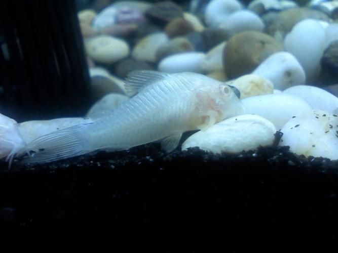海和尚魚照片大全