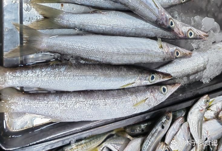 海和尚魚照片大全