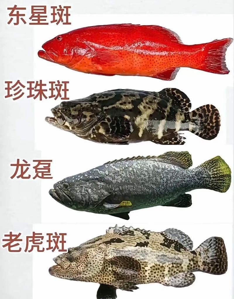 海和尚魚照片大全