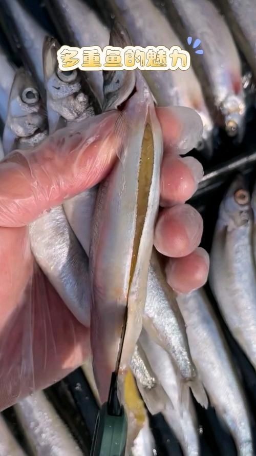 海和尚魚照片大全