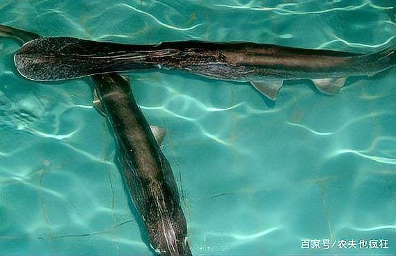 國內的鴨嘴魚價格