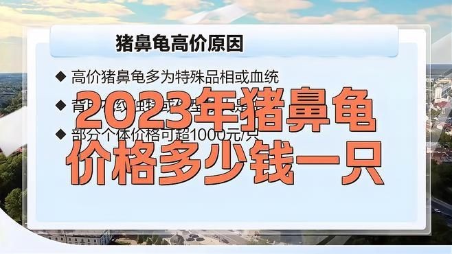 國內(nèi)豬鼻龜哪買的便宜 國內(nèi)豬鼻龜哪買的便宜 全國水族館企業(yè)名錄 第2張