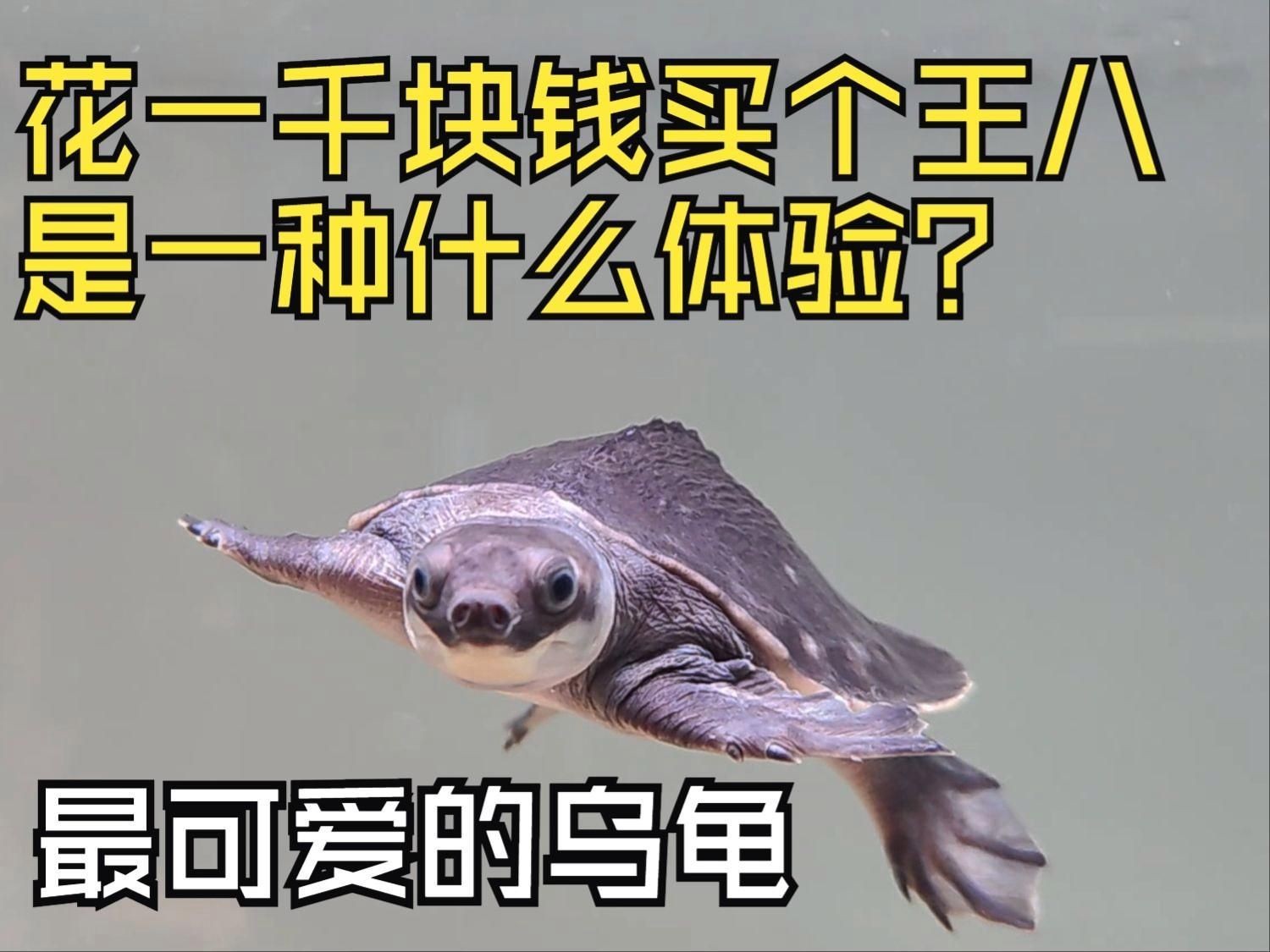 國內(nèi)豬鼻龜哪買的便宜 國內(nèi)豬鼻龜哪買的便宜 全國水族館企業(yè)名錄 第4張