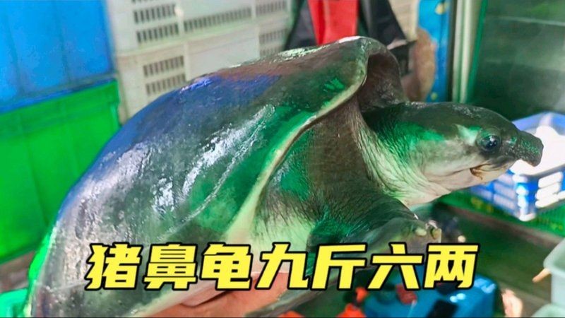 國內(nèi)豬鼻龜哪買的便宜 國內(nèi)豬鼻龜哪買的便宜 全國水族館企業(yè)名錄 第7張