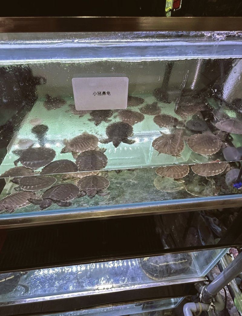 國內(nèi)豬鼻龜哪買的便宜 國內(nèi)豬鼻龜哪買的便宜 全國水族館企業(yè)名錄 第8張
