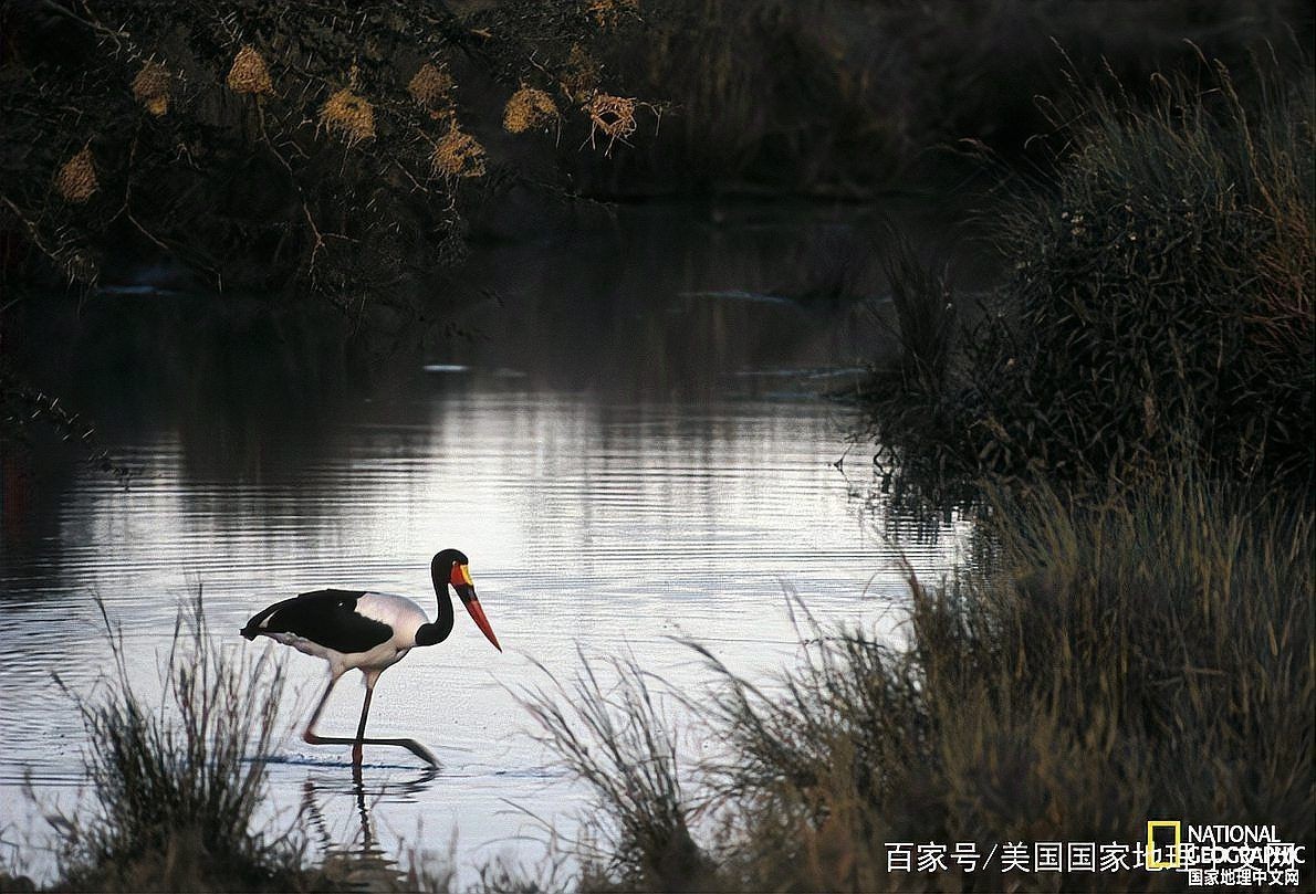棘龍只吃魚嗎