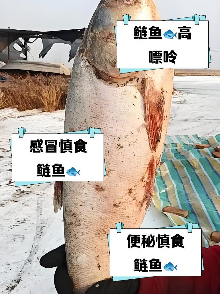 廣東鰱魚為何要少吃