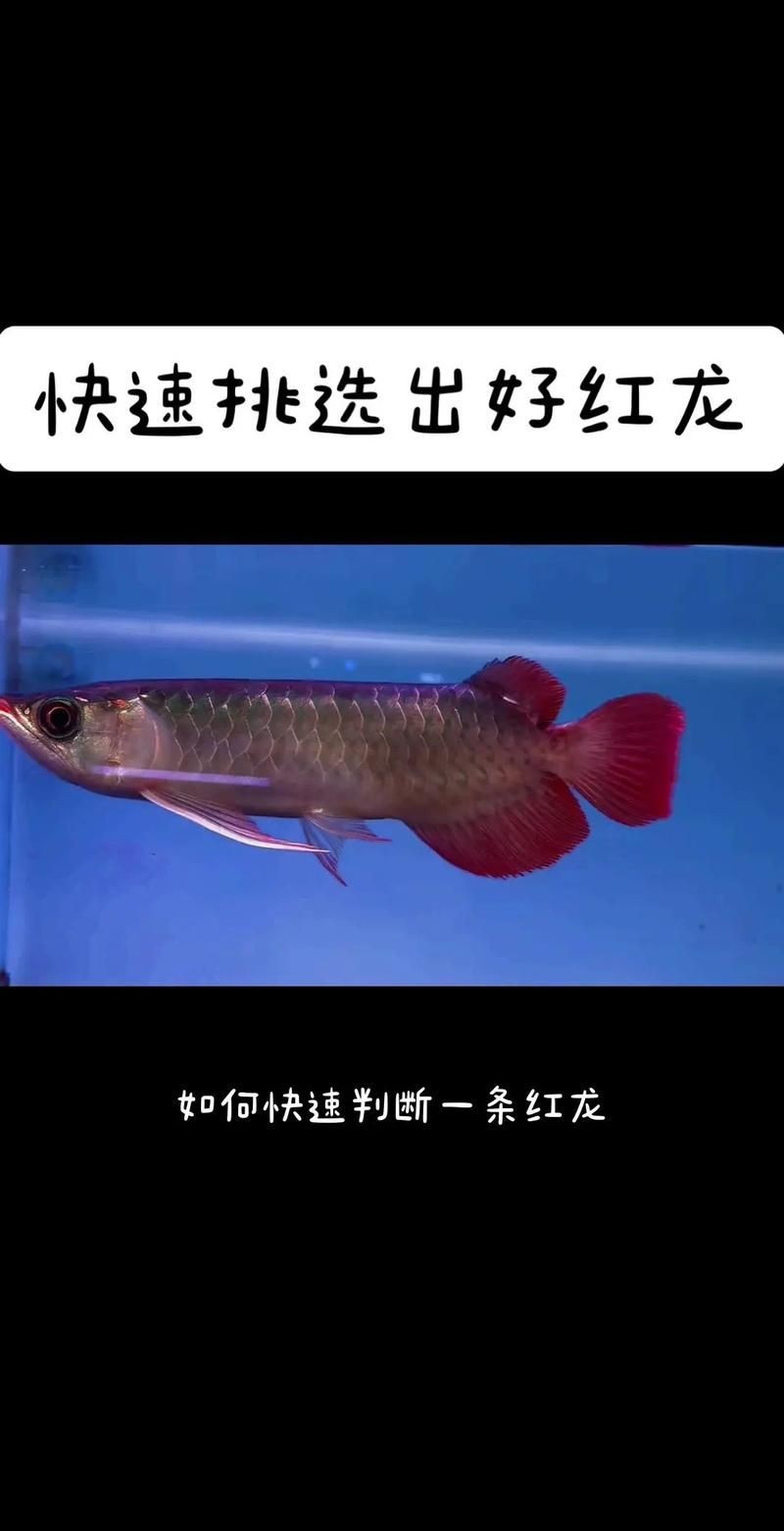 紅龍魚眼和眼睛的區(qū)別圖