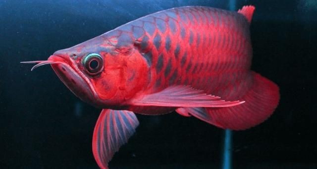 紅龍魚眼和眼睛的區(qū)別圖