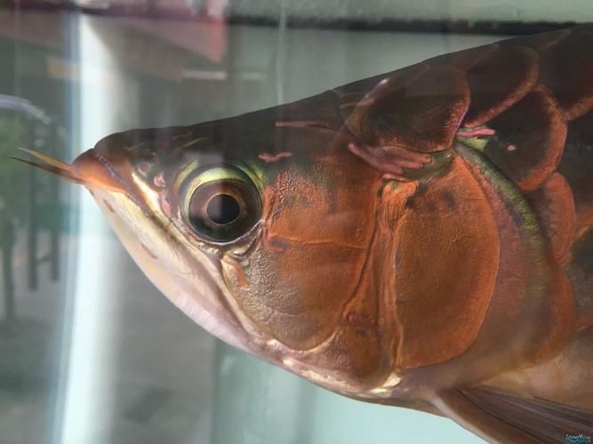 紅龍魚眼和眼睛的區(qū)別圖