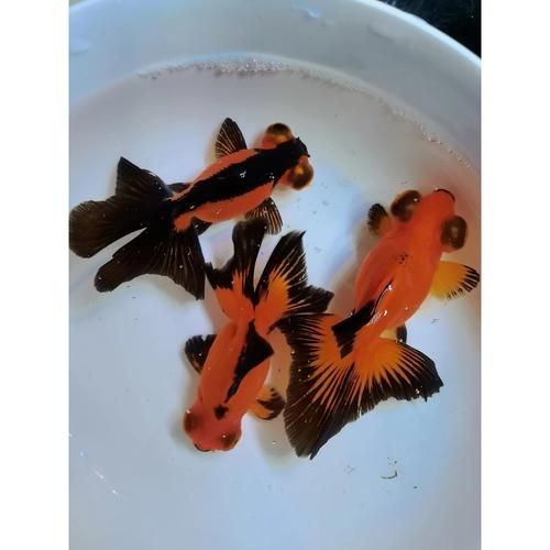 紅龍魚眼和眼睛的區(qū)別圖