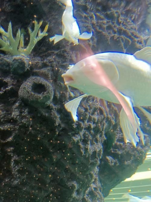 紅龍魚眼和眼睛的區(qū)別圖